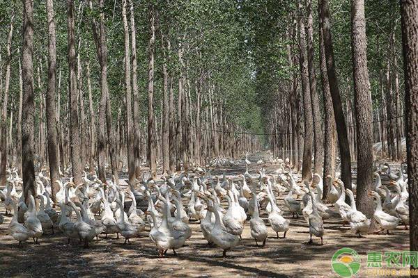 种植课堂：蛋鹅养殖怎么提高产蛋量？-图片版权归惠农网所有