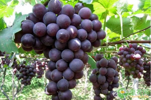 巨峰葡萄和夏黑葡萄的区别，哪个好吃？