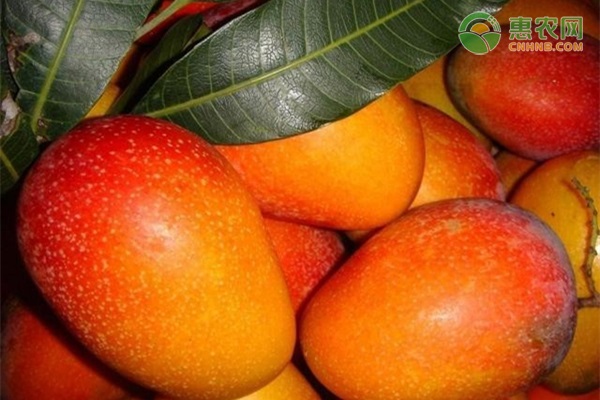 芒果是什么季节的水果？怎样判断芒果熟没熟？