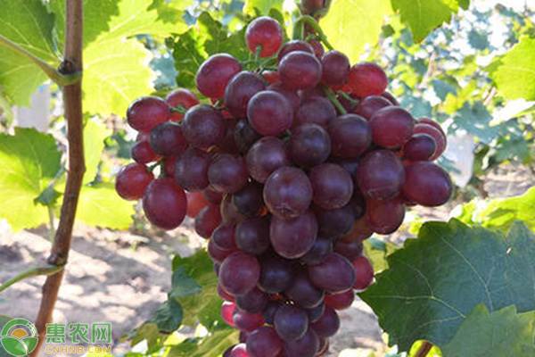 无核葡萄有哪些品种？