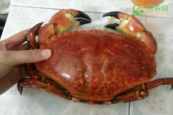 面包蟹和馒头蟹的区别有哪些？