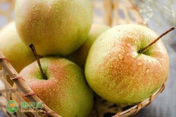 苹果梨产地在哪？苹果梨和梨苹果有什么区别？