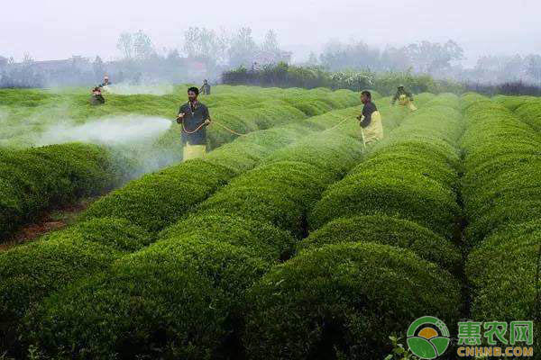 農(nóng)藥混用原則和注意事項-圖片版權歸惠農(nóng)網(wǎng)所有