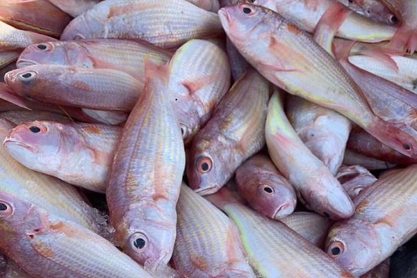 金线鱼多少钱一斤图片