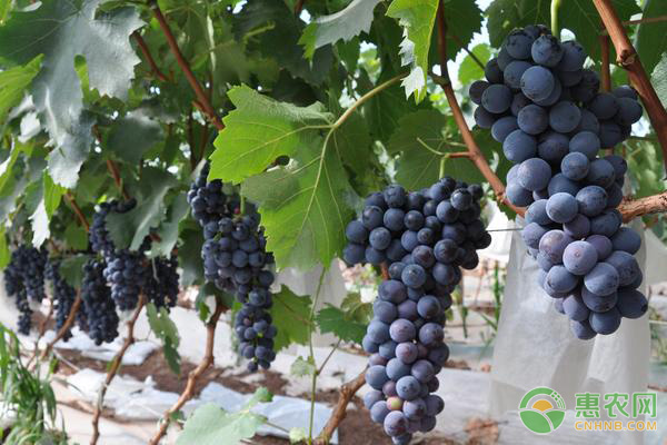 蓝莓葡萄是什么品种?和巨峰葡萄哪个好吃?