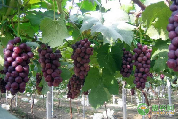 蓝莓葡萄是什么品种?和巨峰葡萄哪个好吃?
