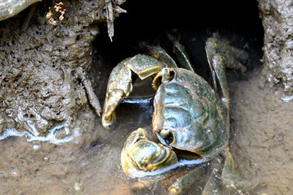 甲流的治疗蛸蜞多少钱一斤流蜞养殖柳州流山:特色养殖真红火