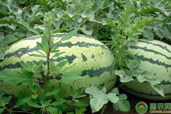 大型西瓜品种有哪些？这些品种最大可达40斤！