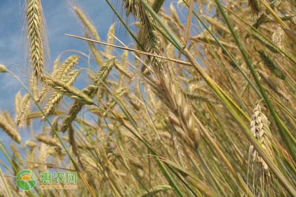 冬小麦品种有哪些？