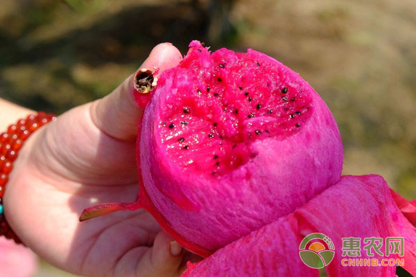 红心火龙果常见品种有哪些？