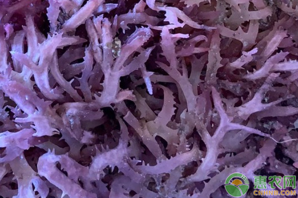 海藻有哪些种类？常见的食用海藻种类盘点