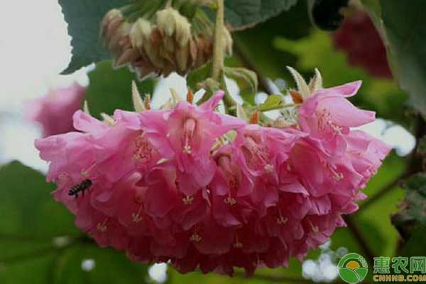 非洲芙蓉花的种植方法-图片版权归惠农网所有