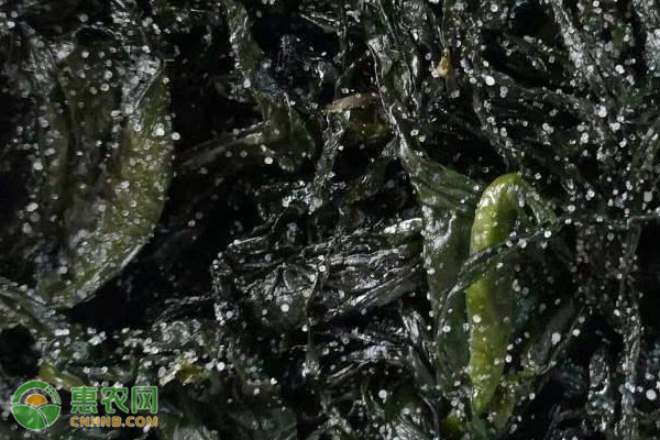 海藻有哪些种类？常见的食用海藻种类盘点