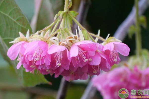 非洲芙蓉花的种植方法-图片版权归惠农网所有