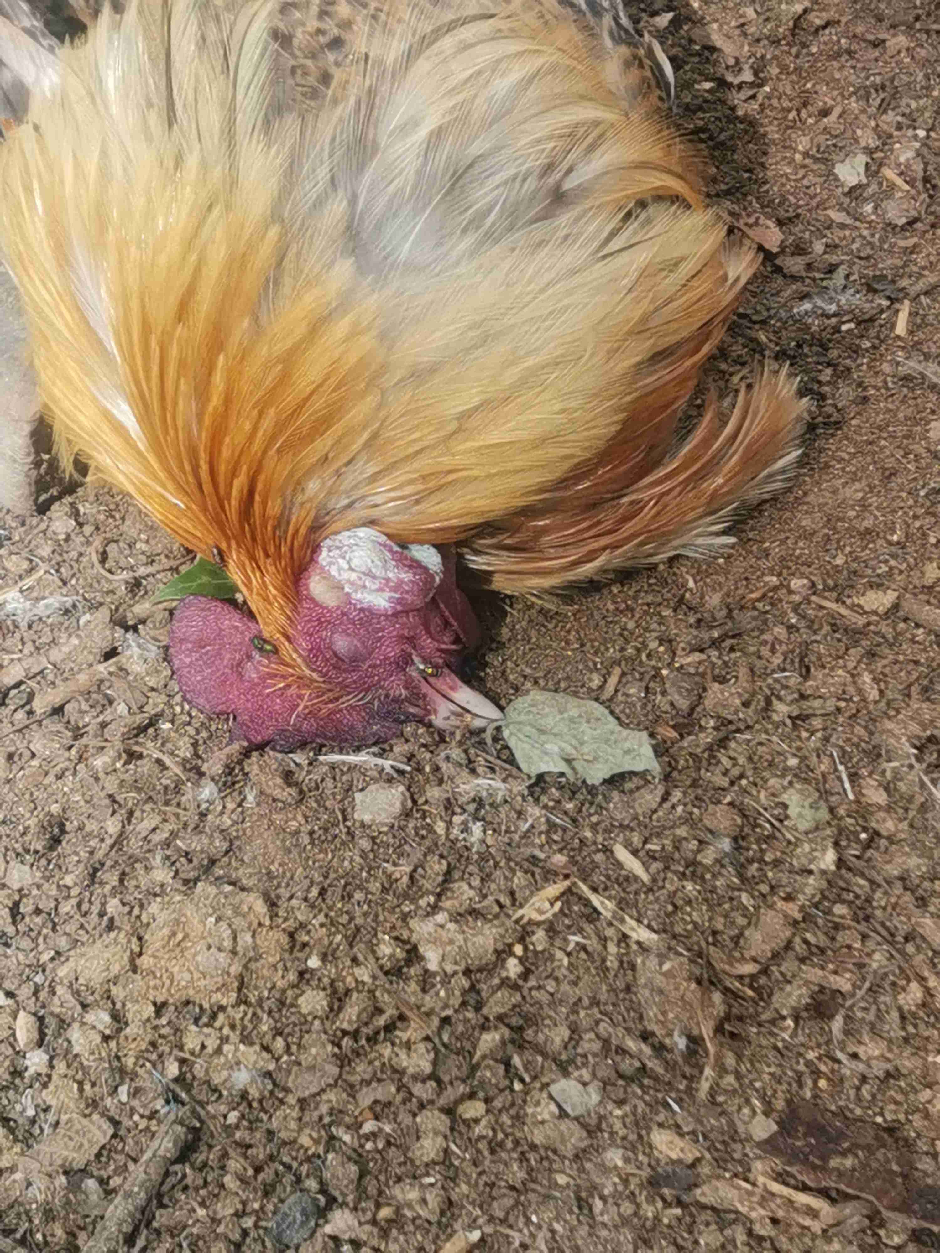 鸡大飞的死相图片