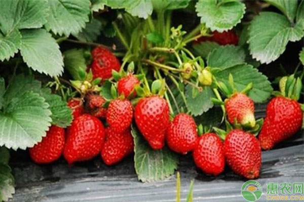 温室草莓种植，具体用肥的方法都有哪些？