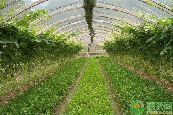 强降雨天气过后蔬菜生产管理重点-图片版权归惠农网所有