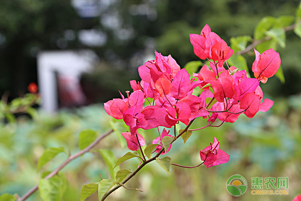 三角梅落花后如何管理？-图片版权归惠农网所有