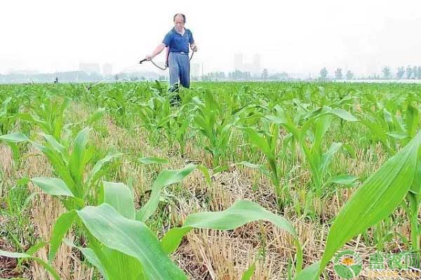 玉米苗后除草如何选择除草剂？需注意哪些事项？-图片版权归惠农网所有