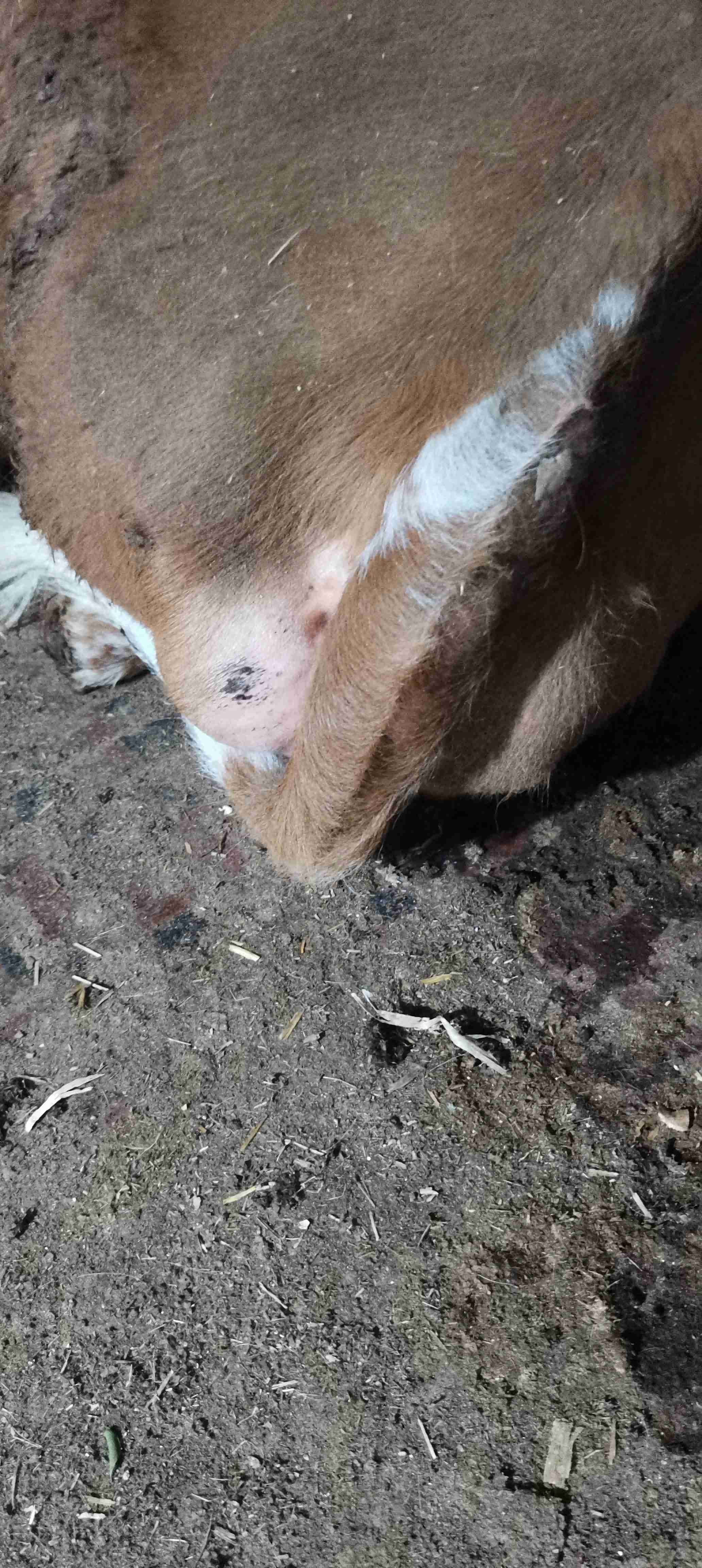 临产母牛水门肿大图片图片