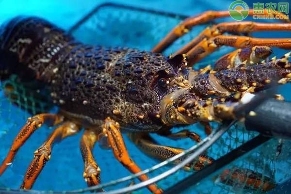 澳洲淡水小龙虾产地在哪？和本地小龙虾相比哪个好？