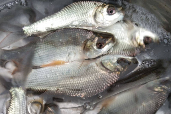 巴西鲷鱼苗哪里有卖巴西鲷鱼多少钱一斤鱼苗哪里有卖巴西鲷的市场价格
