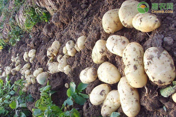 种植土豆遇见下雨天，有什么好的处理办法吗？