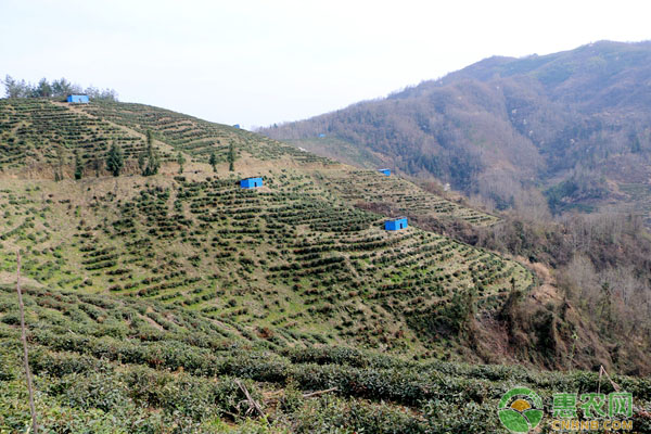 茶叶主要病虫害防治技术-图片版权归惠农网所有