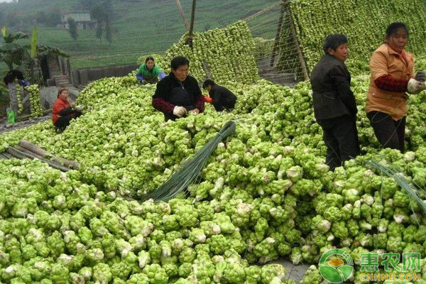 榨菜栽种时间及田间管理要点-图片版权归惠农网所有