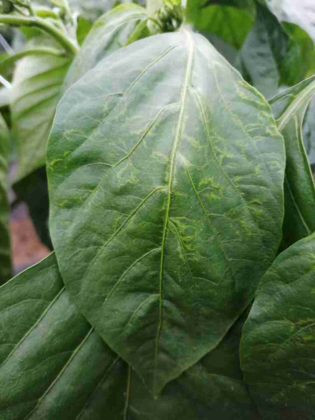 这是甜椒的秧子叶子变成这样了这是为什么