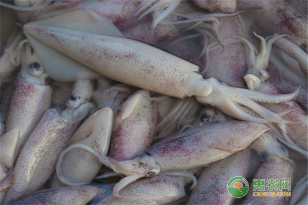 秘鲁鱿鱼和赤道鱿鱼有何区别？