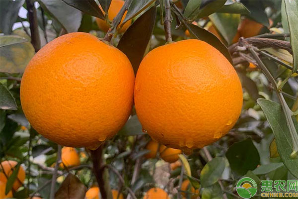 埃及糖橙和冰糖橙有什么区别？