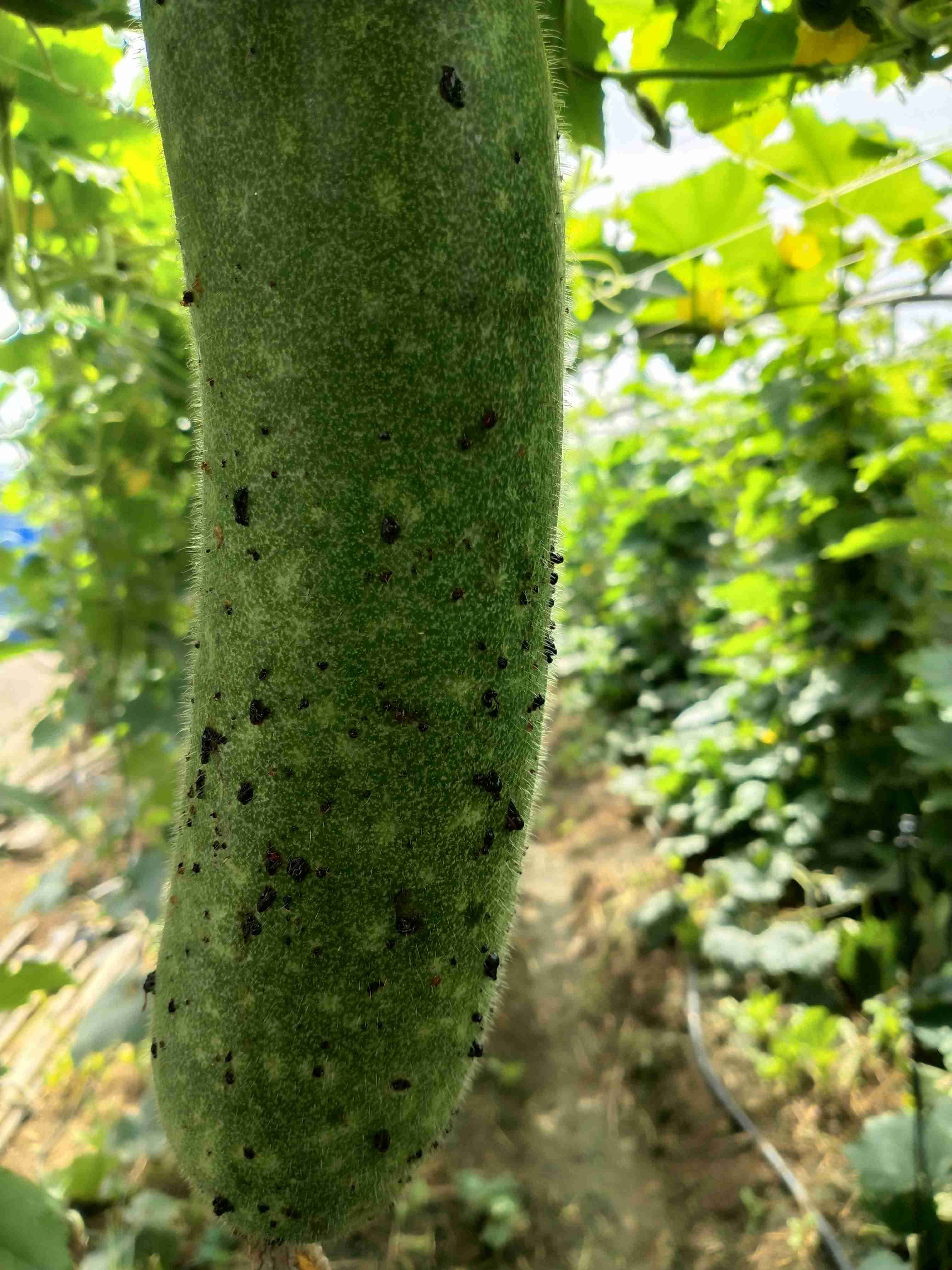 节瓜长黑色的汁是什么问题