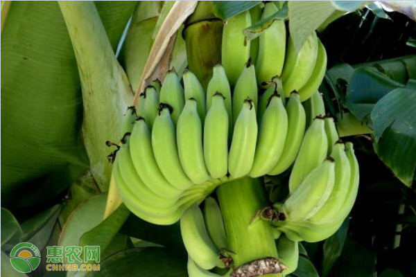 香蕉是凉性还是热性水果？每天最多吃几根？
