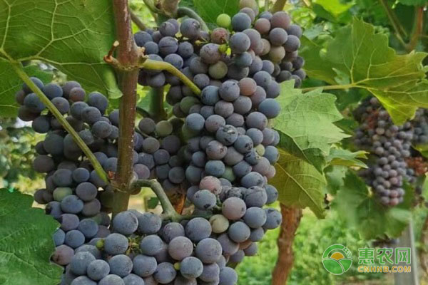 红葡萄品种大全