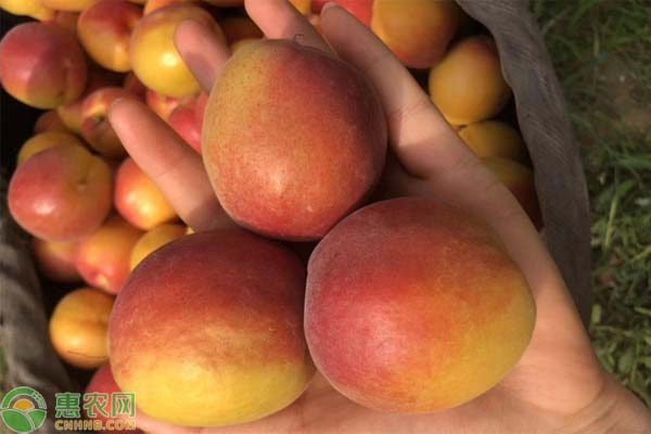 小白杏和小红杏的区别是什么？