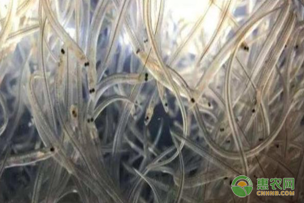 玻璃鳗有哪些特征？