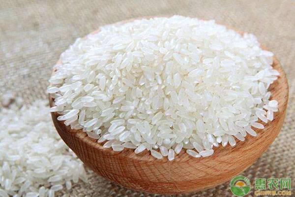 优质大米产地在哪？有什么品种？