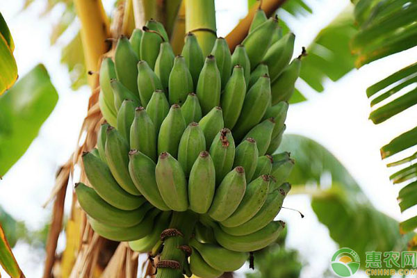 芭蕉是水果吗？和香蕉有什么区别？