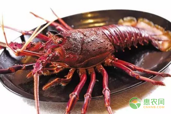 日本龙虾产什么时候上市？