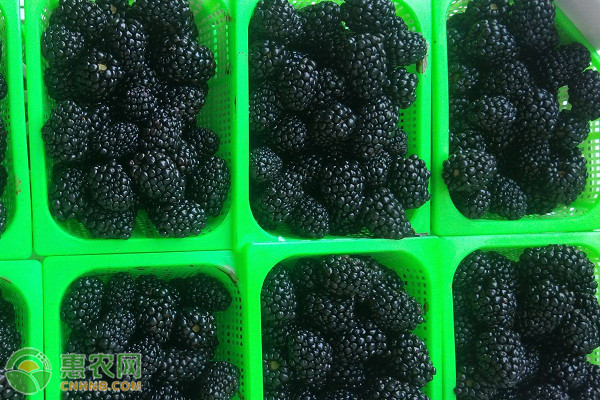 黑莓的产地在哪里？黑莓和桑葚有什么区别？