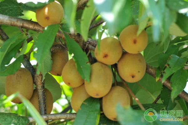 软枣猕猴桃产地在哪？有哪些常见品种？