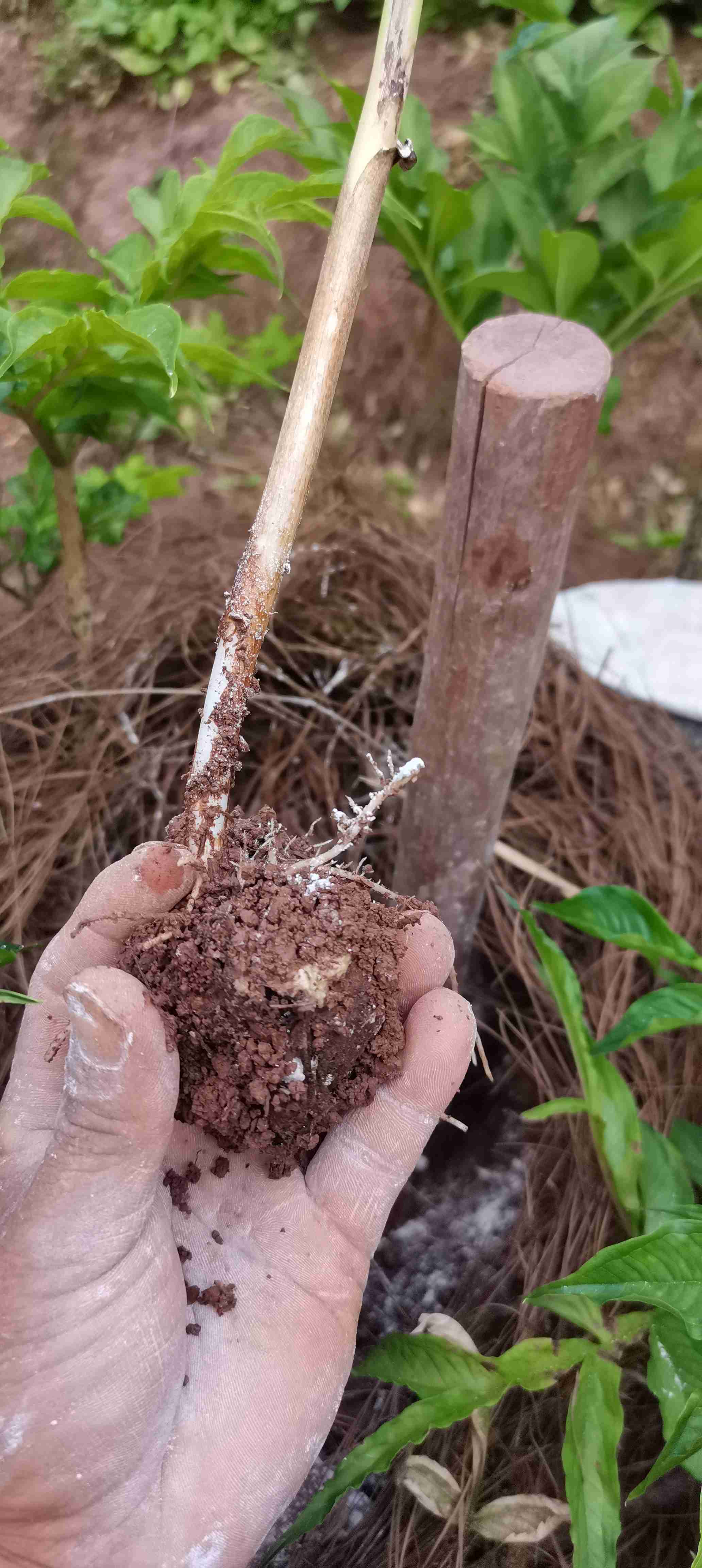 魔芋根腐病及软腐病可以使用这三种药吗枯草芽孢杆菌矿源黄腐酸钾哈茨