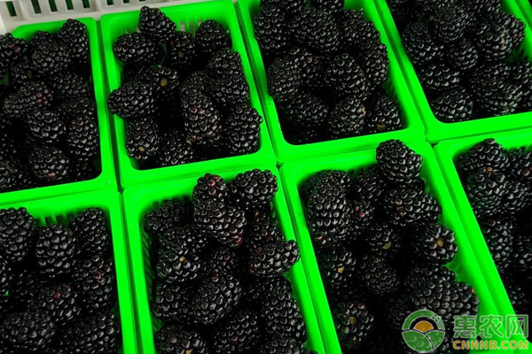 黑莓的产地在哪里？黑莓和桑葚有什么区别？