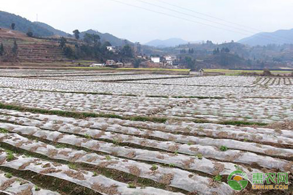 种植课堂：马铃薯种植对环境有哪些需求？-图片版权归惠农网所有