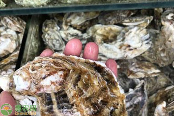 珠海生蚝适宜什么季节吃？