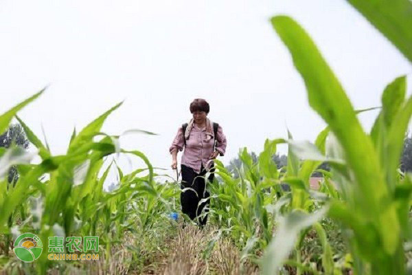 老家种植玉米很多，可以把玉米杆打碎给羊吃吗？