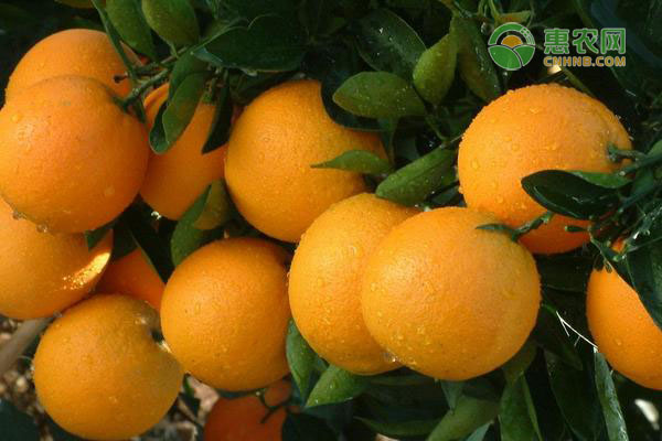 伦晚脐橙和夏橙哪个更好吃？