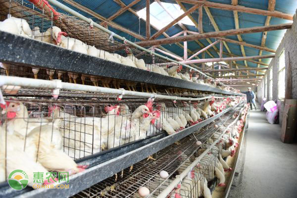 农村有很多下蛋“淘汰鸡”，这种淘汰鸡营养价值如何？