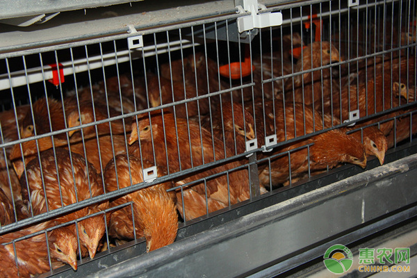 农村有很多下蛋“淘汰鸡”，这种淘汰鸡营养价值如何？